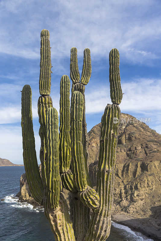 Cardon cactus (Pachycereus pringlei)，舞蹈岛，南下加利福尼亚，墨西哥